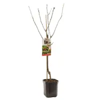 Prunus avium 'Regina' (Kers) fruitplant 160cm - afbeelding 2