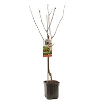 Prunus avium 'Regina' (Kers) fruitplant 160cm - afbeelding 2