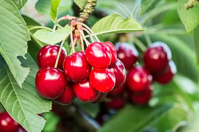 Prunus avium 'Regina' (Kers) fruitplant 160cm - afbeelding 4