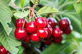 Prunus avium 'Regina' (Kers) fruitplant 160cm - afbeelding 4