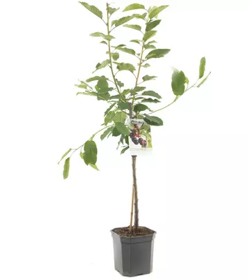 Prunus avium 'Regina' (Kers) fruitplant 160cm - afbeelding 2