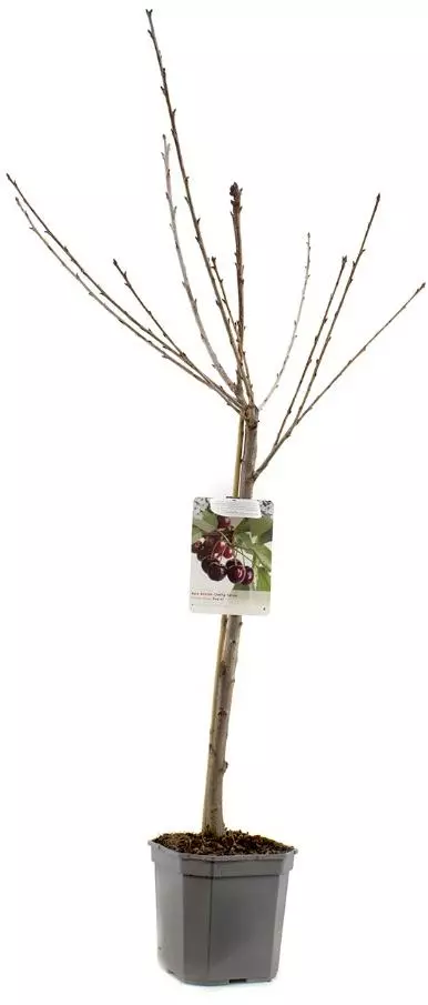 Prunus avium 'Regina' (Kers) fruitplant 160cm - afbeelding 3