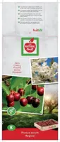 Prunus avium 'Regina' (Kers) fruitplant 160cm - afbeelding 3