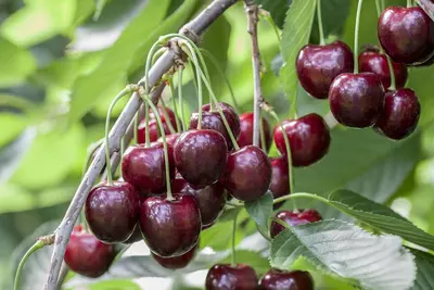 Prunus avium 'Regina' (Kers) fruitplant 230cm - afbeelding 9