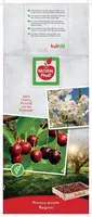 Prunus avium 'Regina' (Kers) fruitplant 230cm - afbeelding 3