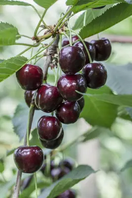 Prunus avium 'Regina' (Kers) fruitplant 230cm - afbeelding 5