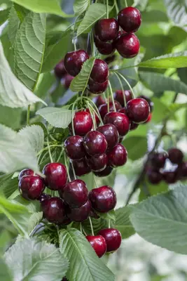 Prunus avium 'Regina' (Kers) fruitplant 230cm - afbeelding 7