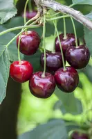 Prunus avium 'Regina' (Kers) fruitplant 230cm - afbeelding 8