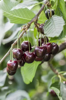 Prunus avium 'Regina' (Kers) fruitplant 230cm - afbeelding 10