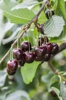 Prunus avium 'Regina' (Kers) fruitplant 230cm - afbeelding 10
