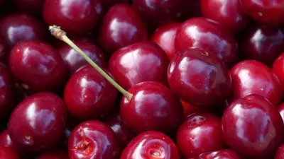 Prunus avium 'Regina' (Kers) fruitplant 230cm - afbeelding 4