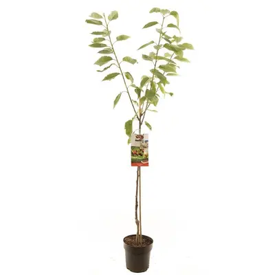 Prunus avium 'Regina' (Kers) fruitplant 230cm - afbeelding 1