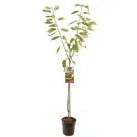 Prunus avium 'Regina' (Kers) fruitplant 230cm - afbeelding 1