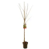 Prunus avium 'Regina' (Kers) fruitplant 230cm - afbeelding 2