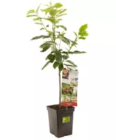 Prunus avium 'Regina' (Kers) fruitplant 90cm - afbeelding 2
