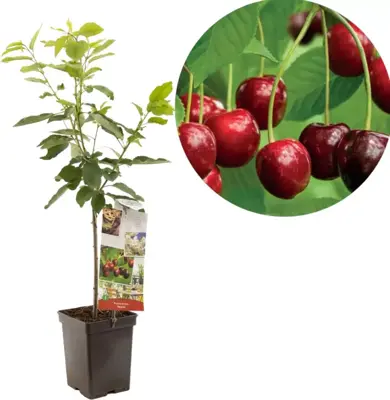 Prunus avium 'Regina' (Kers) fruitplant 90cm - afbeelding 1