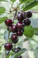 Prunus avium 'Regina' (Kers) fruitplant 90cm - afbeelding 6