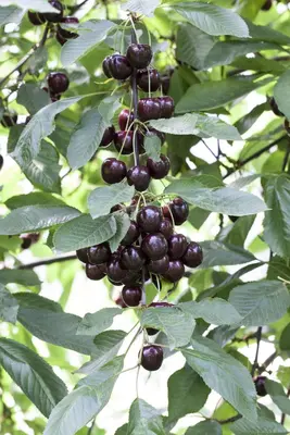 Prunus avium 'Regina' (Kers) fruitplant 90cm - afbeelding 7