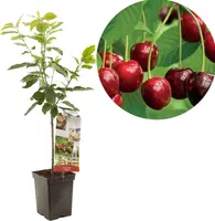 Prunus avium 'Regina' (Kers) fruitplant 90cm - afbeelding 1