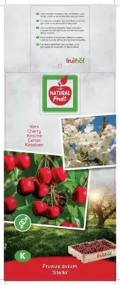 Prunus avium 'Stella' (Kers) fruitplant 160cm - afbeelding 3