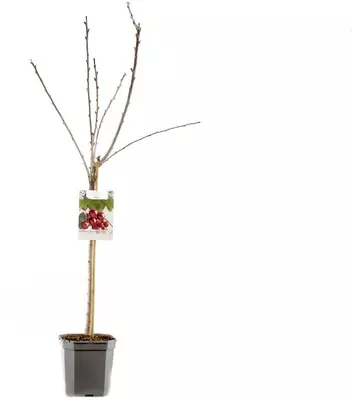 Prunus avium 'Stella' (Kers) fruitplant 160cm - afbeelding 3