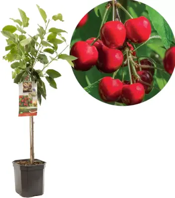 Prunus avium 'Stella' (Kers) fruitplant 160cm - afbeelding 1