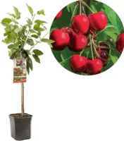Prunus avium 'Stella' (Kers) fruitplant 160cm - afbeelding 1