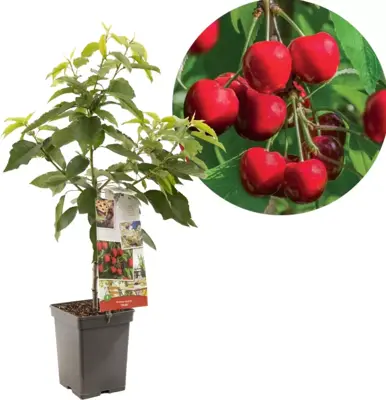 Prunus avium 'Stella' (Kers) fruitplant 90cm - afbeelding 1