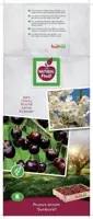 Prunus avium 'Sunburst' (Kers) fruitplant 160cm - afbeelding 4