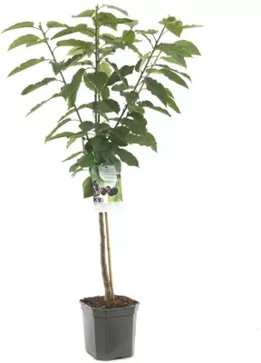 Prunus avium 'Sunburst' (Kers) fruitplant 160cm - afbeelding 2