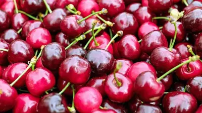 Prunus avium 'Sunburst' (Kers) fruitplant 160cm - afbeelding 5