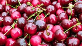 Prunus avium 'Sunburst' (Kers) fruitplant 160cm - afbeelding 5