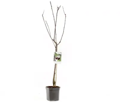 Prunus avium 'Sunburst' (Kers) fruitplant 160cm - afbeelding 3