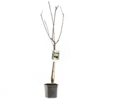Prunus avium 'Sunburst' (Kers) fruitplant 160cm - afbeelding 3
