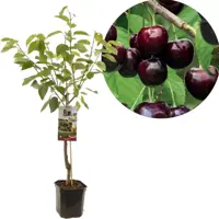 Prunus avium 'Sunburst' (Kers) fruitplant 160cm - afbeelding 1