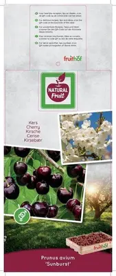 Prunus avium 'Sunburst' (Kers) fruitplant 230cm - afbeelding 3