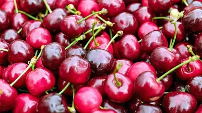 Prunus avium 'Sunburst' (Kers) fruitplant 230cm - afbeelding 4