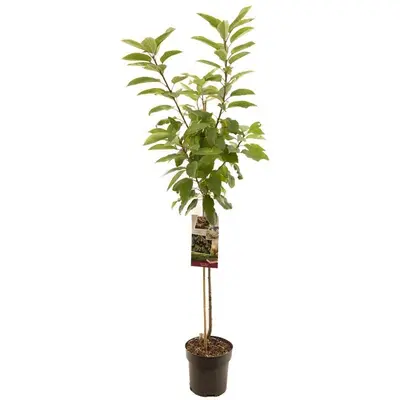 Prunus avium 'Sunburst' (Kers) fruitplant 230cm - afbeelding 1