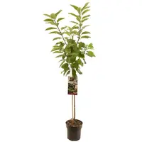 Prunus avium 'Sunburst' (Kers) fruitplant 230cm - afbeelding 1