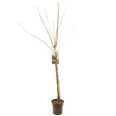Prunus avium 'Sunburst' (Kers) fruitplant 230cm - afbeelding 2
