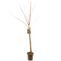 Prunus avium 'Sunburst' (Kers) fruitplant 230cm - afbeelding 2