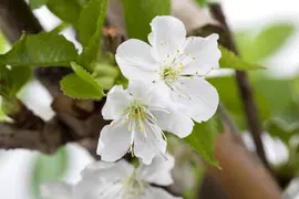 Prunus avium 'Sylvia' (Kers) fruitplant 110cm - afbeelding 8