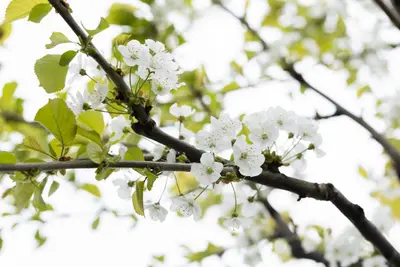Prunus avium 'Sylvia' (Kers) fruitplant 110cm - afbeelding 57