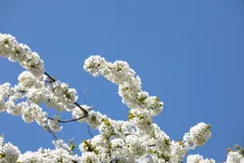 Prunus avium 'Sylvia' (Kers) fruitplant 110cm - afbeelding 61