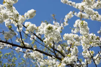 Prunus avium 'Sylvia' (Kers) fruitplant 110cm - afbeelding 62