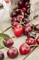 Prunus avium 'Sylvia' (Kers) fruitplant 110cm - afbeelding 10