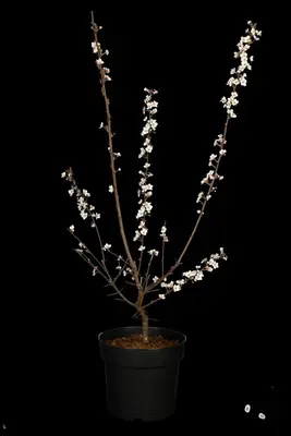 Prunus cerasifera (Kerspruim) - afbeelding 3