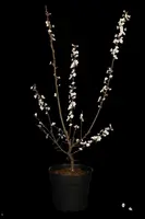 Prunus cerasifera (Kerspruim) - afbeelding 3