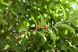 Prunus cerasifera (Kerspruim) - afbeelding 2