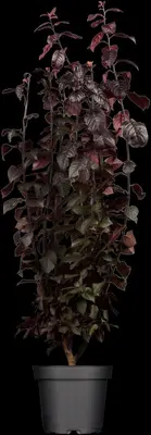 Prunus cerasifera 'Nigra' (Kerspruim 'Nigra') - afbeelding 1